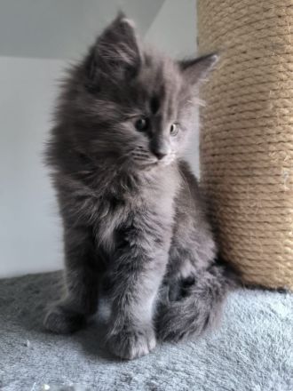 Reinrassiger Maine Coon Deckkater freut sich über Katzenbesuch (kein Verkauf)
