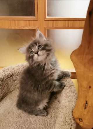 Reinrassiger Maine Coon Deckkater freut sich über Katzenbesuch (kein Verkauf)