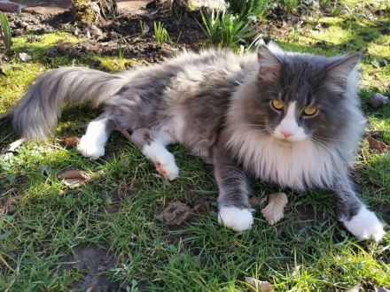 Reinrassiger Maine Coon Deckkater freut sich über Katzenbesuch (kein Verkauf)