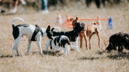 Bones GmbH - HUndFamilie