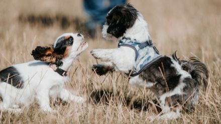 Bones GmbH - HUndFamilie