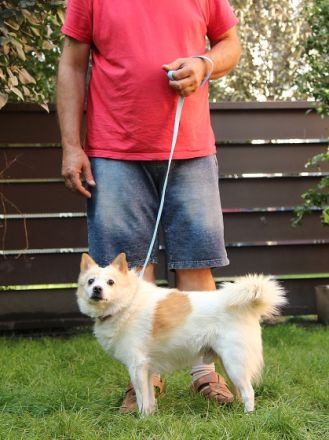 Patrik, Name: PATRIK Aufenthaltsort: Tierheim Slowakei