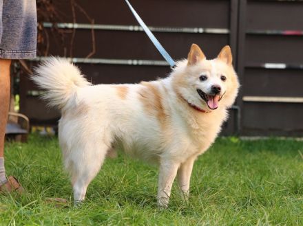 Patrik, Name: PATRIK Aufenthaltsort: Tierheim Slowakei