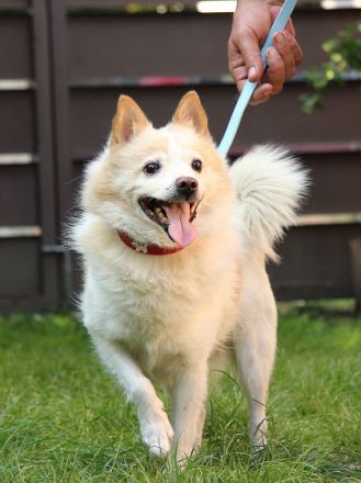 Patrik, Name: PATRIK Aufenthaltsort: Tierheim Slowakei