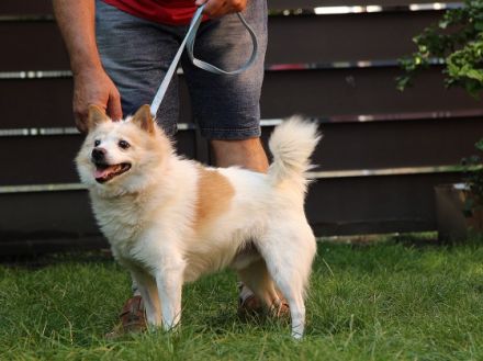 Patrik, Name: PATRIK Aufenthaltsort: Tierheim Slowakei