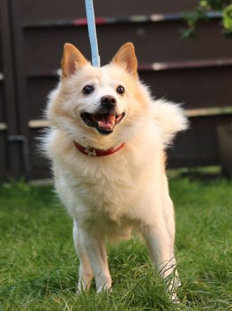 Patrik, Name: PATRIK Aufenthaltsort: Tierheim Slowakei