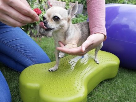 Hundephysiotherapie Lebensfreude - Anke Sandmann