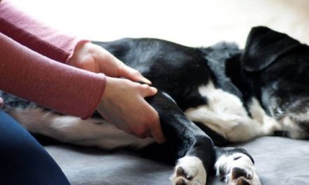 Hundephysiotherapie Lebensfreude - Anke Sandmann