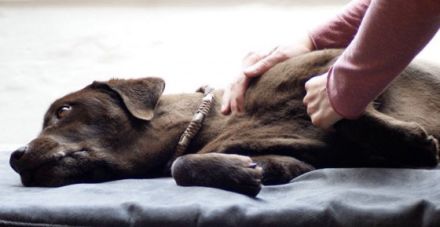 Hundephysiotherapie Lebensfreude - Anke Sandmann