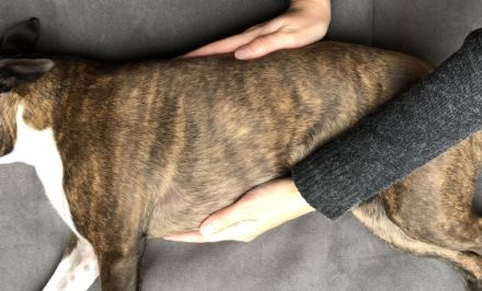 Hundephysiotherapie Lebensfreude - Anke Sandmann