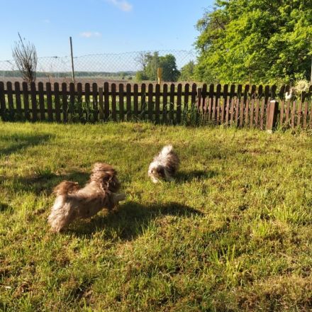 Fellnäschenhotel zum Schabernack