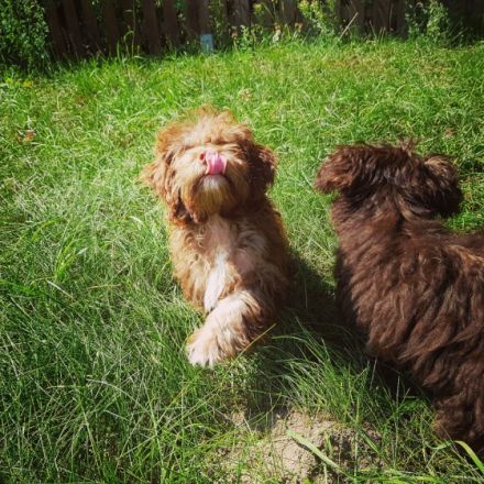 Fellnäschenhotel zum Schabernack