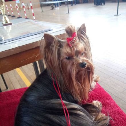 DE JCh KfT, DE Ch KfT ,DE Ch VDH ,  CH SchCh, CH AusstCh , KAISER VON Fortuna jorikas