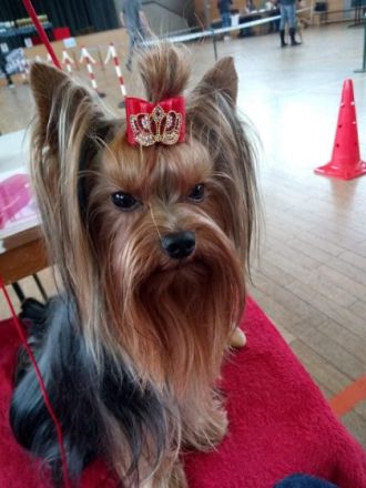 DE JCh KfT, DE Ch KfT ,DE Ch VDH ,  CH SchCh, CH AusstCh , KAISER VON Fortuna jorikas