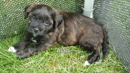 Alani vom Dümmerland ( Mailo )