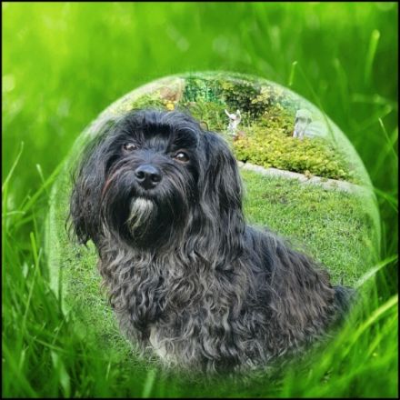 Alani vom Dümmerland ( Mailo )