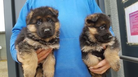 von der Schmietränke