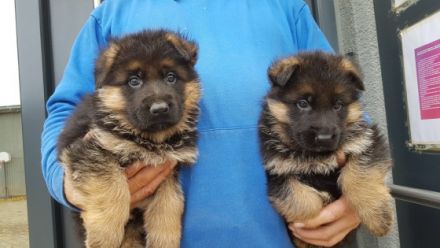 von der Schmietränke