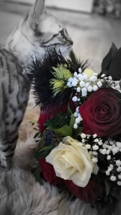 Charming Wildstorm Bengalen