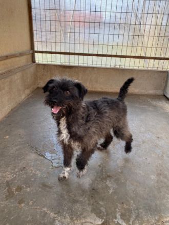 Joe - männlich Rasse:Pumi - Terrier Mischling Alter: