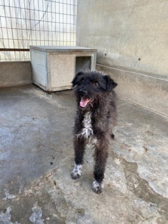 Joe - männlich Rasse:Pumi - Terrier Mischling Alter:
