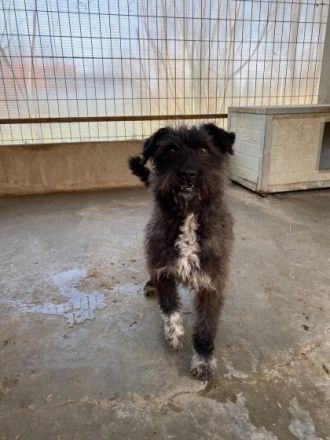 Joe - männlich Rasse:Pumi - Terrier Mischling Alter: