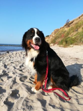 James vom weißen Berg