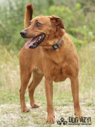 Gery, Name: GERY Aufenthaltsort:Tierheim Slowakei Dort