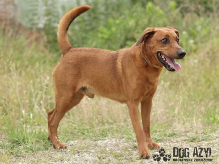 Gery, Name: GERY Aufenthaltsort:Tierheim Slowakei Dort