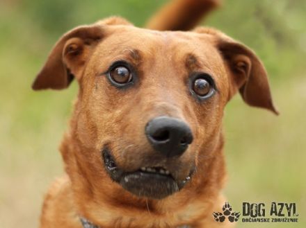 Gery, Name: GERY Aufenthaltsort:Tierheim Slowakei Dort