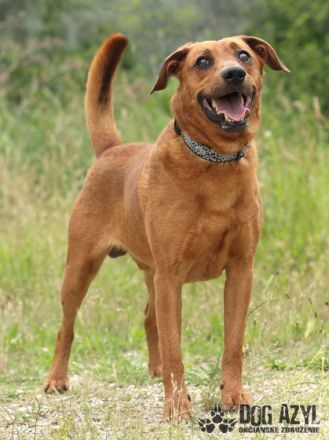 Gery, Name: GERY Aufenthaltsort:Tierheim Slowakei Dort