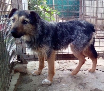 GYILKOS - 40 cm - sucht Menschen mit Erfahrung bei