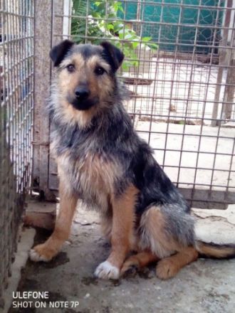 GYILKOS - 40 cm - sucht Menschen mit Erfahrung bei