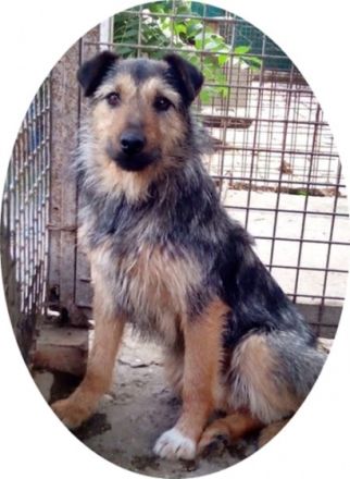 GYILKOS - 40 cm - sucht Menschen mit Erfahrung bei