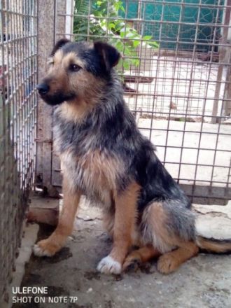 GYILKOS - 40 cm - sucht Menschen mit Erfahrung bei