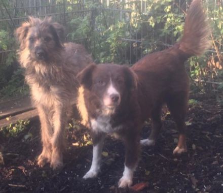 lieber, kastrierter Speriat in Hessen in Pension, sucht