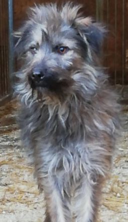 lieber, kastrierter Speriat in Hessen in Pension, sucht