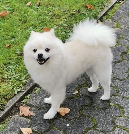 Leon Little Angel (Deckrüde) NICHT ZUM VERKAUFEN!