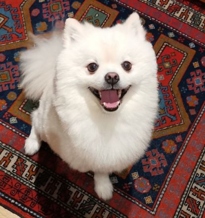 Leon Little Angel (Deckrüde) NICHT ZUM VERKAUFEN!