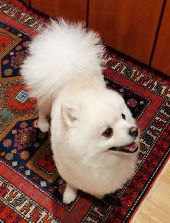 Leon Little Angel (Deckrüde) NICHT ZUM VERKAUFEN!