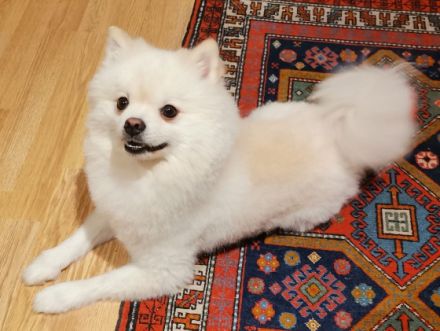 Leon Little Angel (Deckrüde) NICHT ZUM VERKAUFEN!