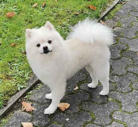 Leon Little Angel (Deckrüde) NICHT ZUM VERKAUFEN!