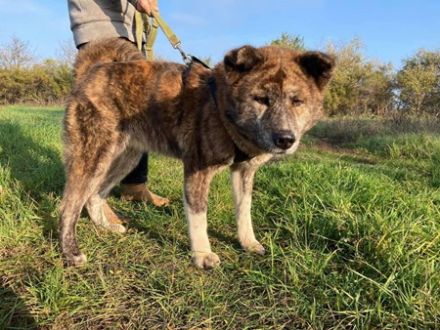 VACAK -  58 cm - AKITA MIX IN NOT! (aus dem Tierschutz 