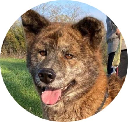 VACAK -  58 cm - AKITA MIX IN NOT! (aus dem Tierschutz 