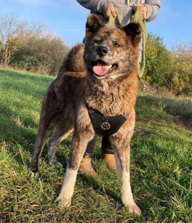 VACAK -  58 cm - AKITA MIX IN NOT! (aus dem Tierschutz 