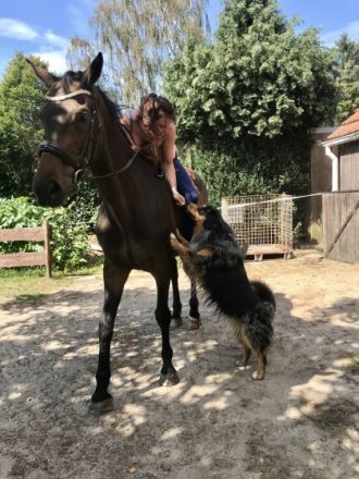 JB Black Saphirs Read my Mind „Diego„