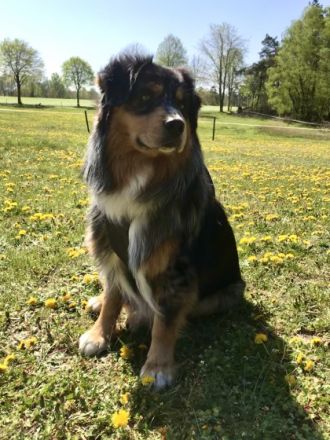 JB Black Saphirs Read my Mind „Diego„