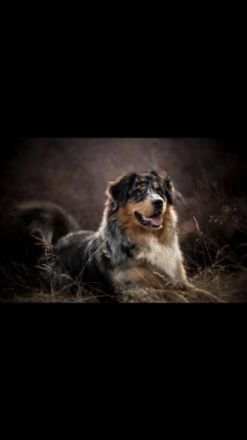 JB Black Saphirs Read my Mind „Diego„