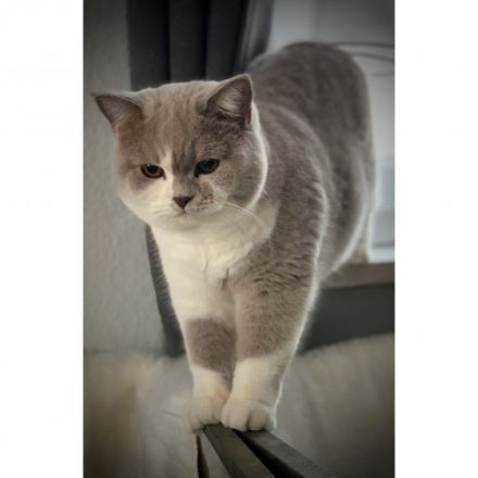 Bkh vom Reddinger Tal