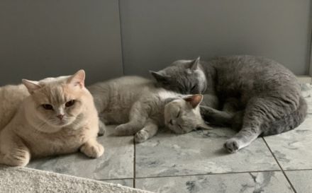 Bkh vom Reddinger Tal